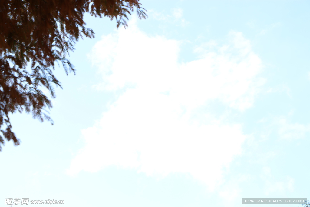 蓝天 白云 树枝
