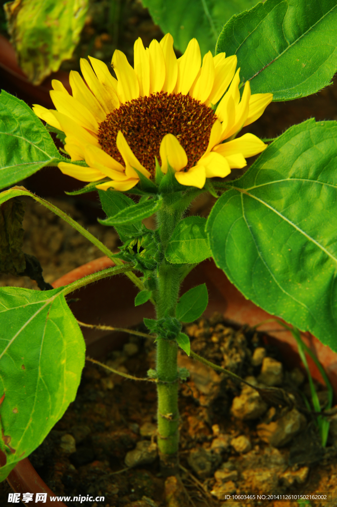 葵花 向阳花