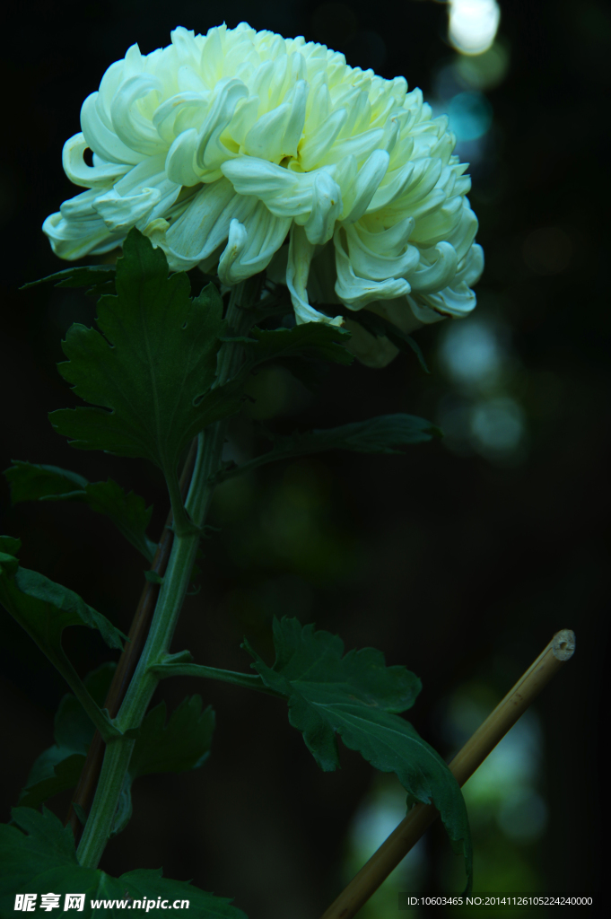 菊花盆景 牡丹菊