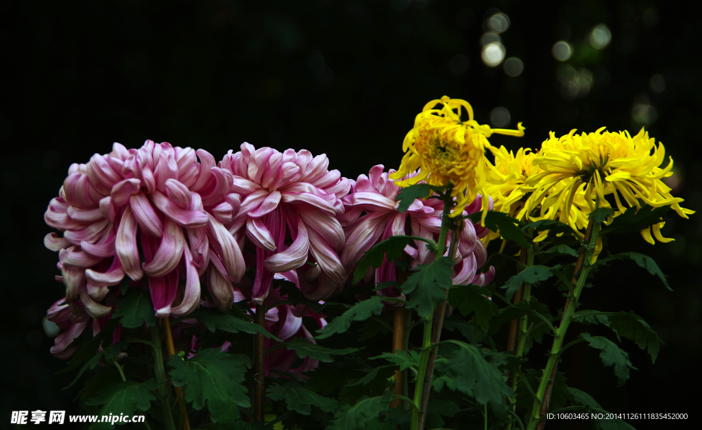 菊花 观赏菊花