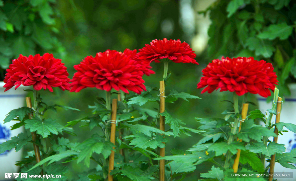 菊花 红菊花