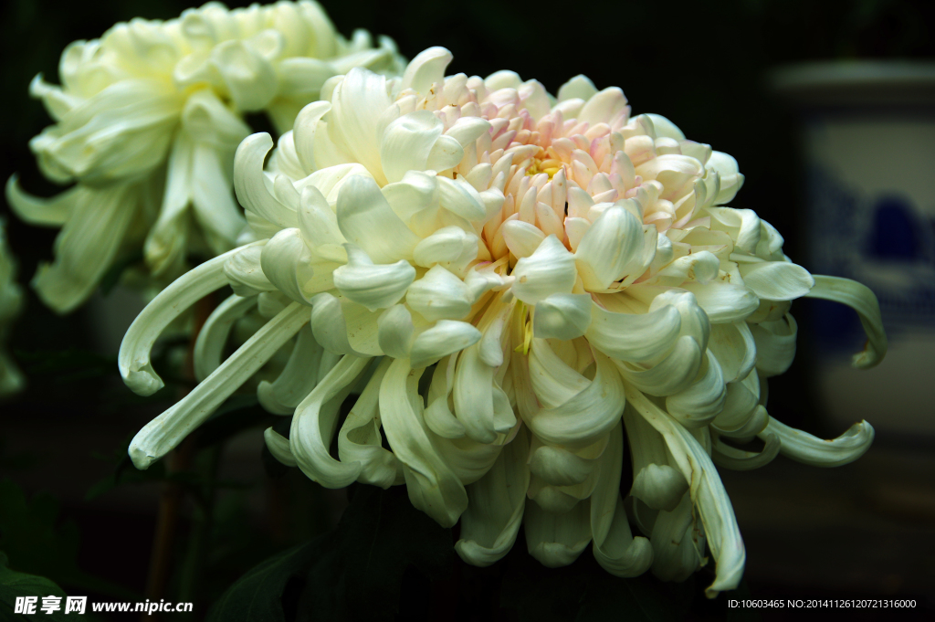 菊花盆景 牡丹菊