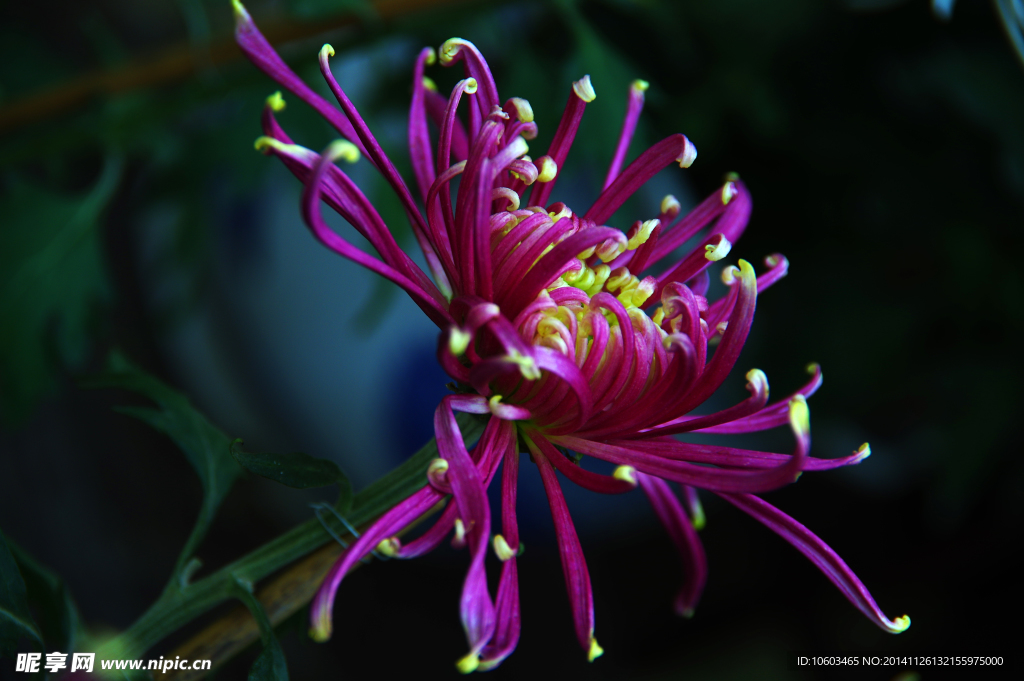 冬菊 菊花