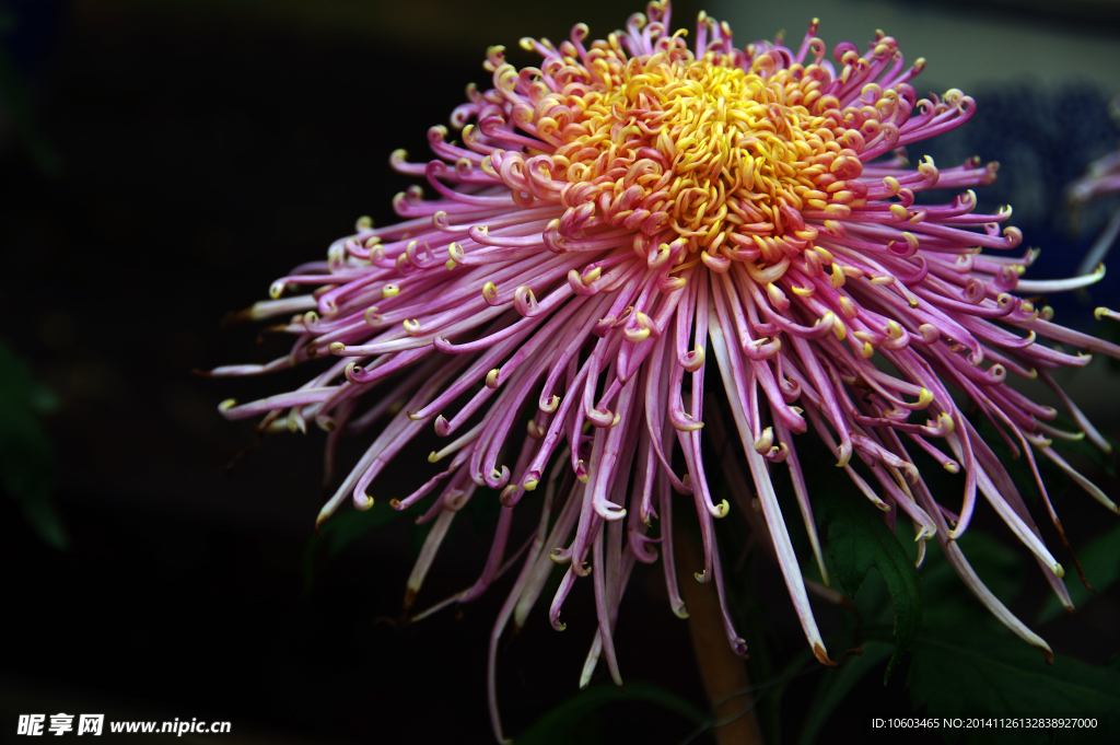 菊花 礼花菊