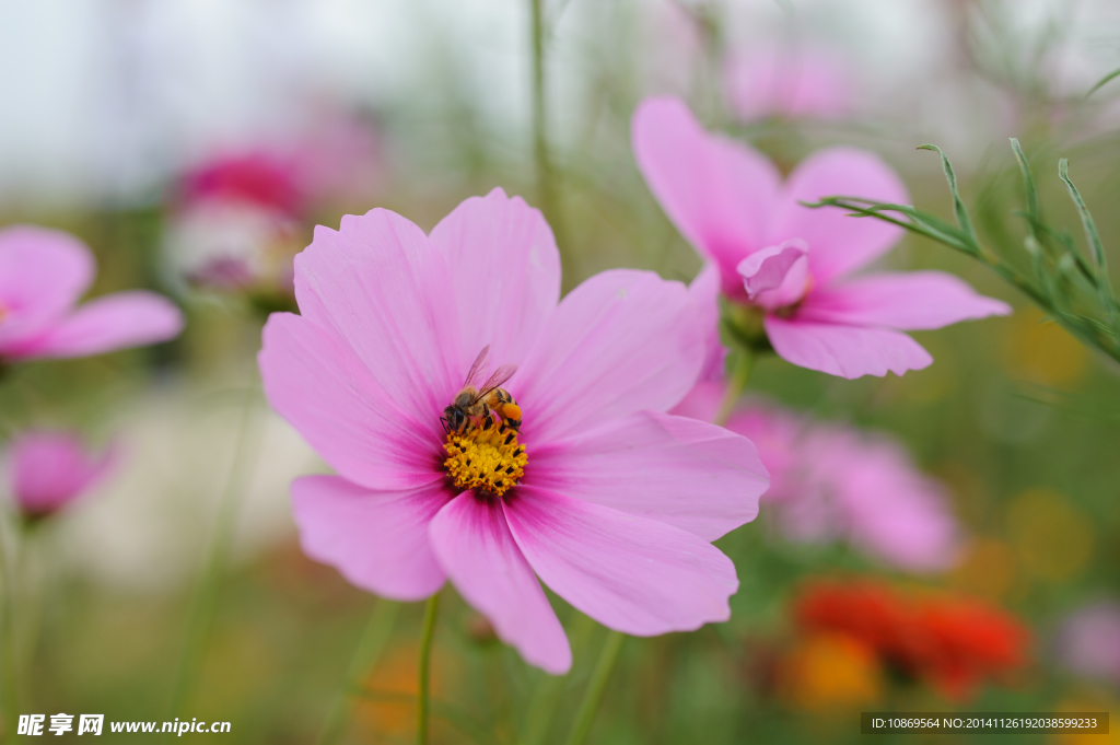 格桑花