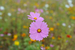 格桑花