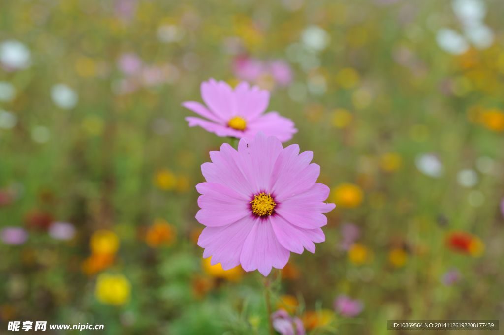 格桑花