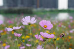 格桑花