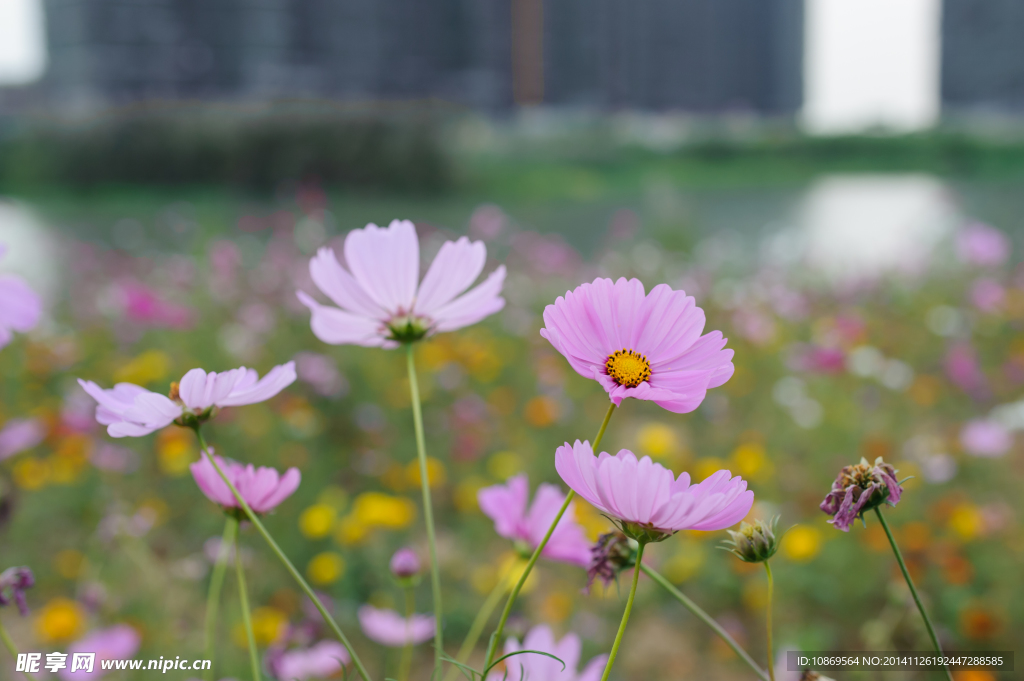 格桑花