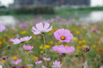 格桑花