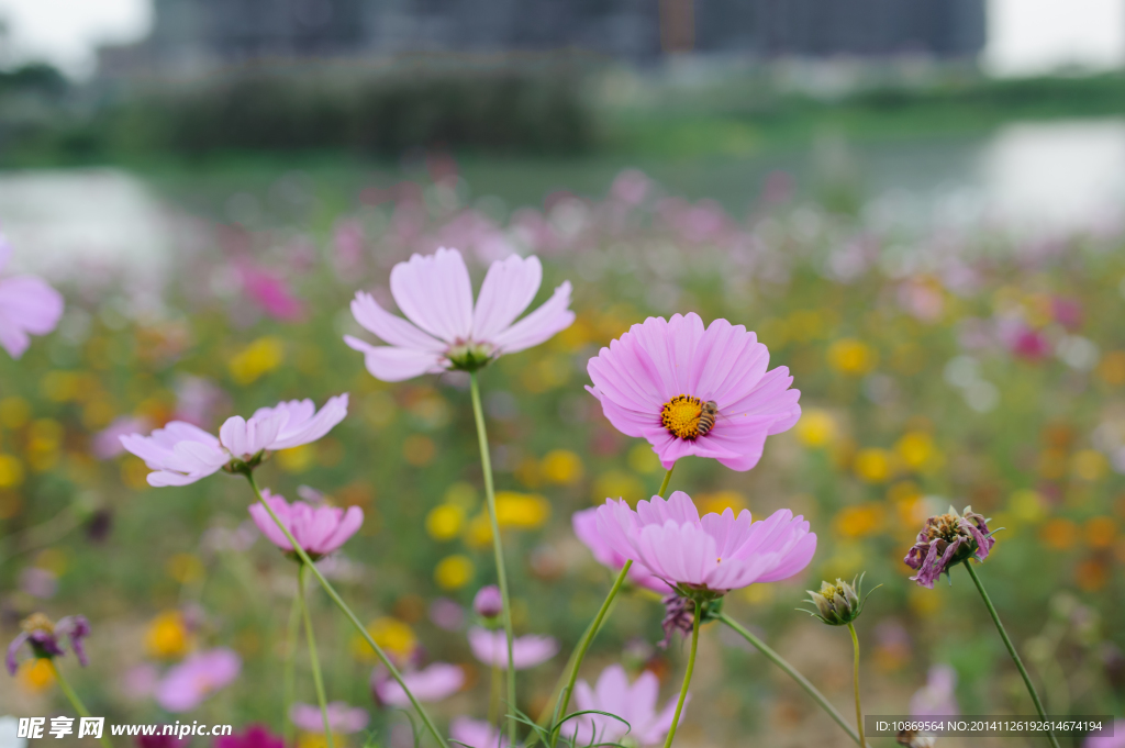 格桑花