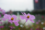 格桑花