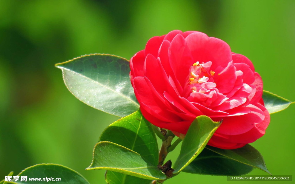 山茶花