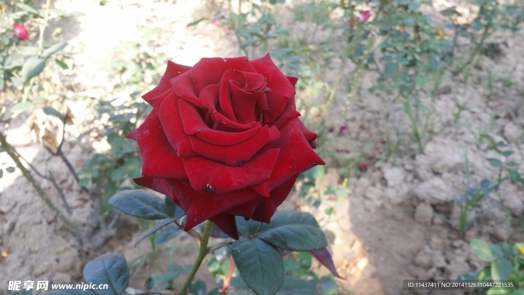 玫瑰花摄影