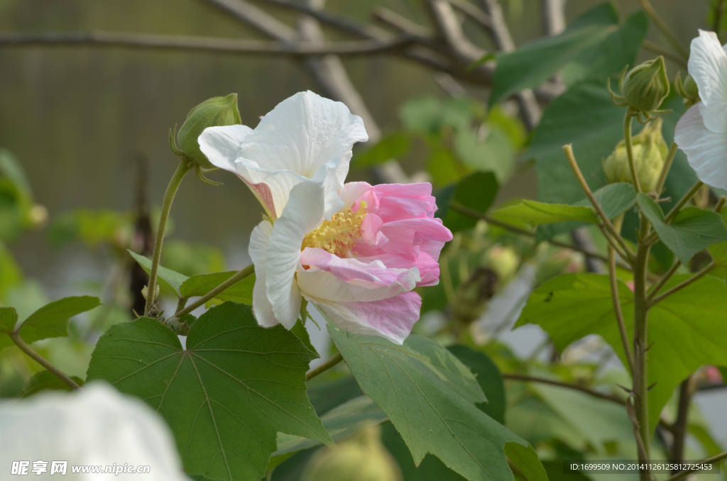 芙蓉花