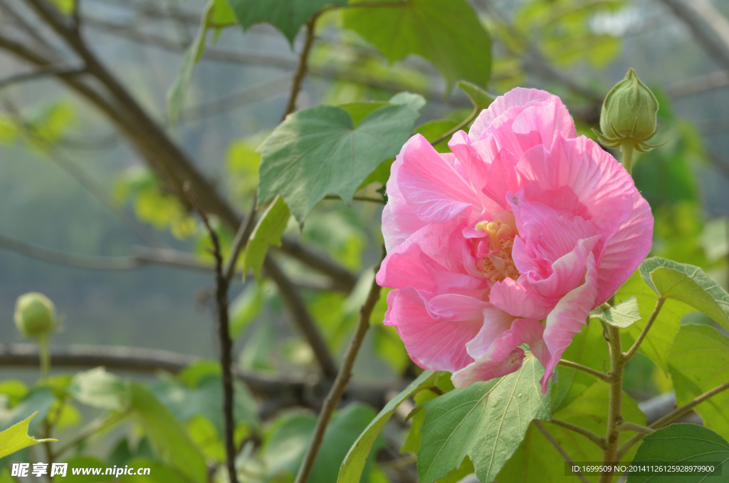 芙蓉花