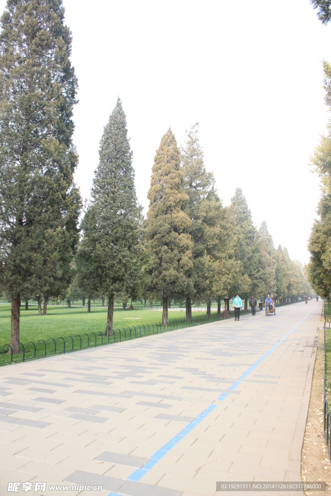 柏树风景