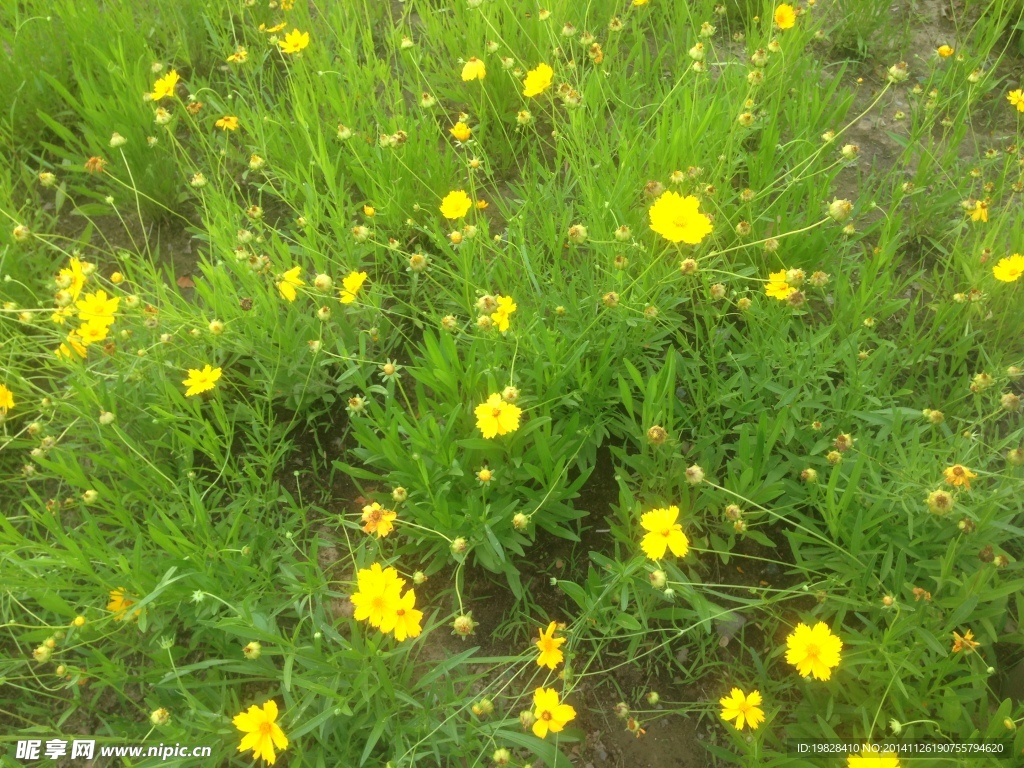 大花金鸡菊