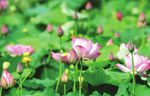 莲花
