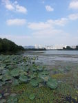 渤公岛