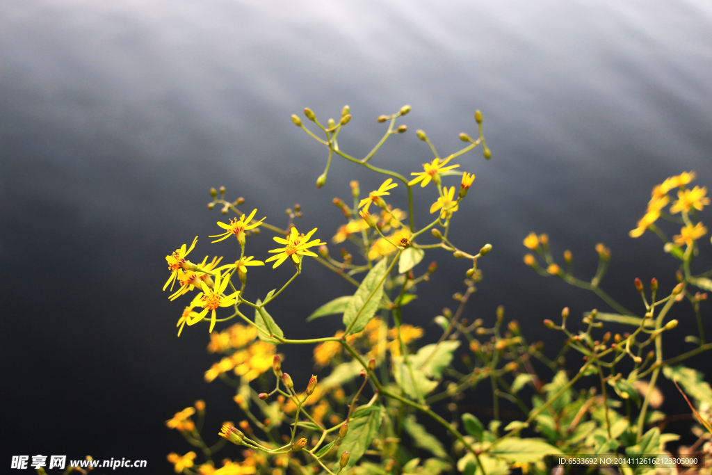 背景花色