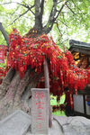 祝福树