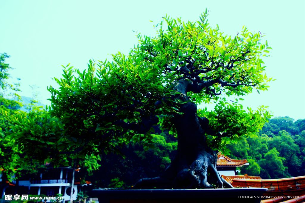 榆树盆景腾空屹立