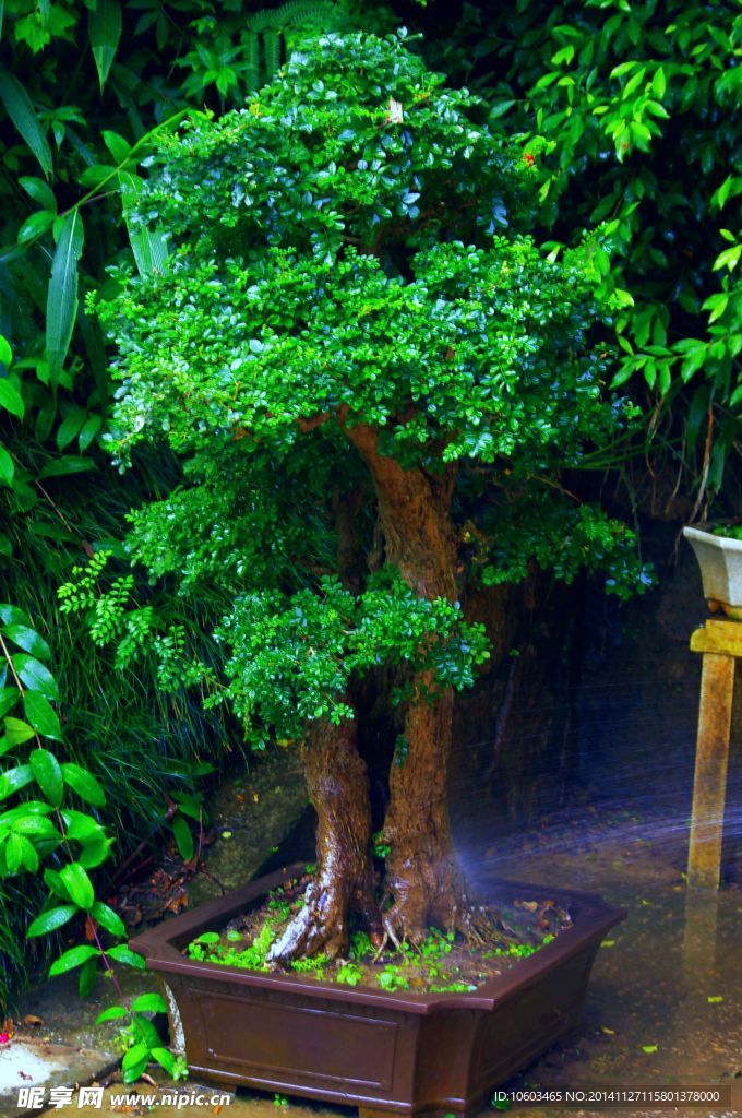 盆景植物 细叶榕