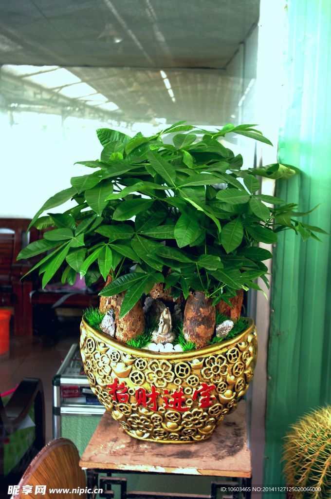 招财进宝小盆景
