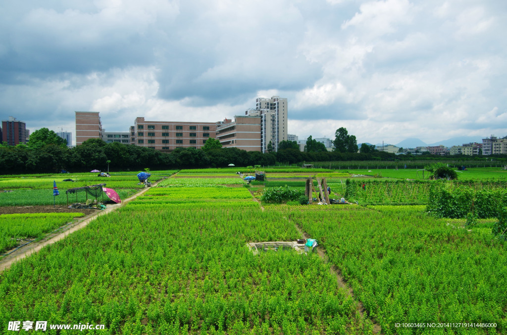 城市绿色基地