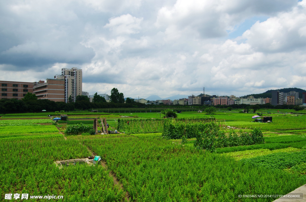 城市绿色基地