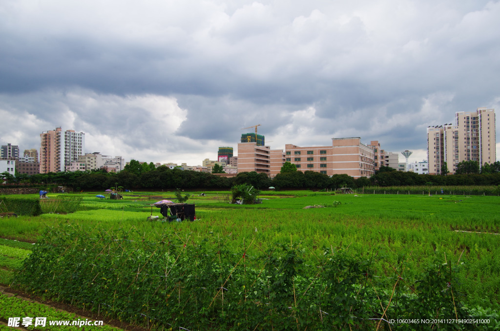 蔬菜基地绿色民生