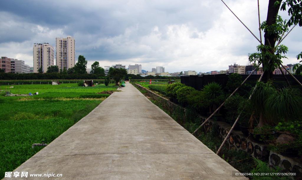 蔬菜基地康庄大道