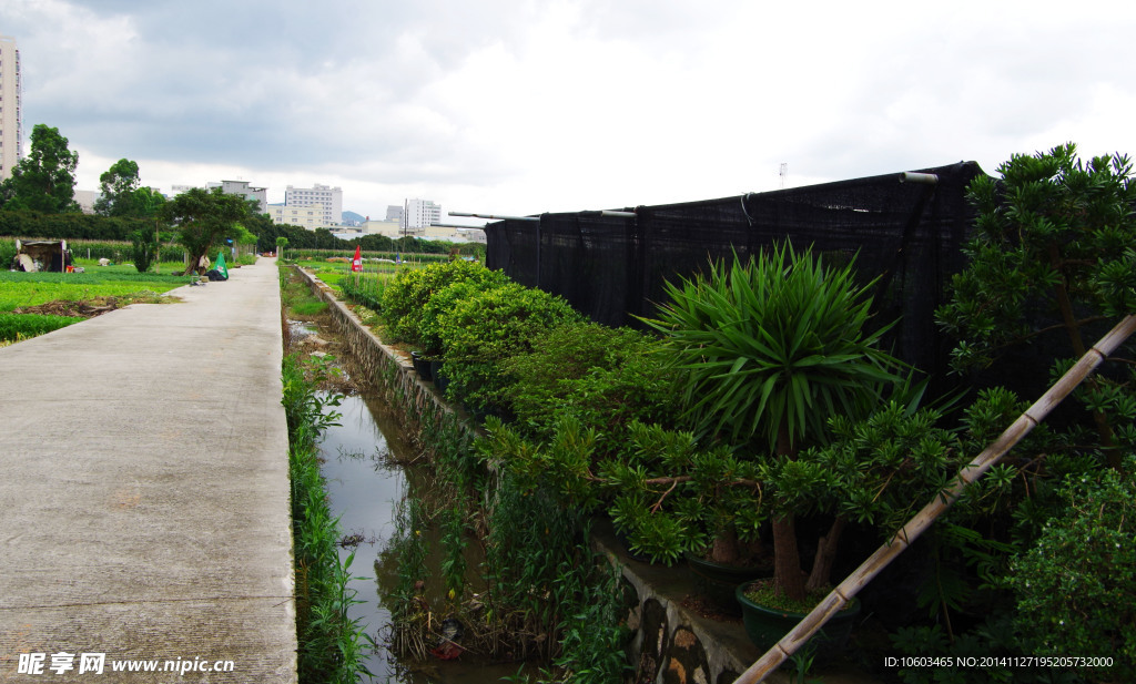 蔬菜基地绿色景观