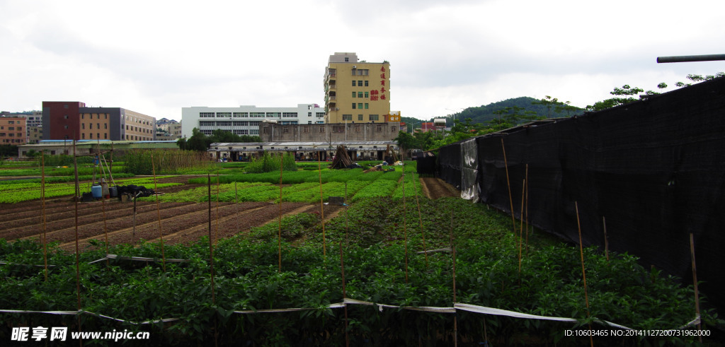 蔬菜基地菜园景观