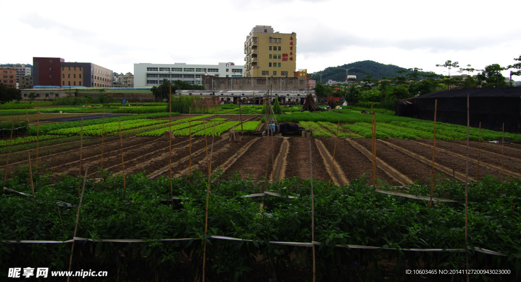 蔬菜基地民生工程