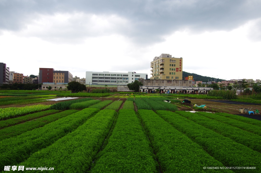 蔬菜基地菜园景观