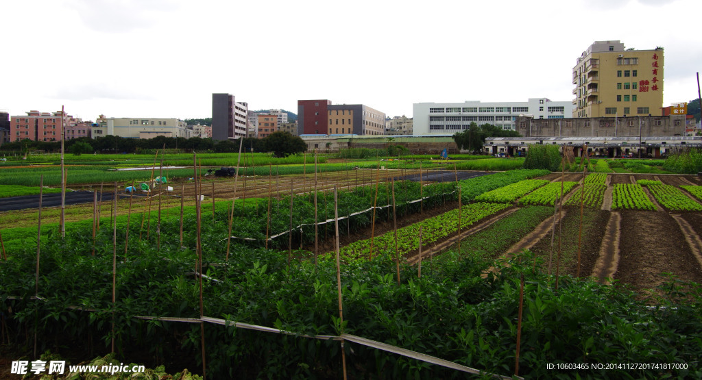蔬菜基地菜园景观