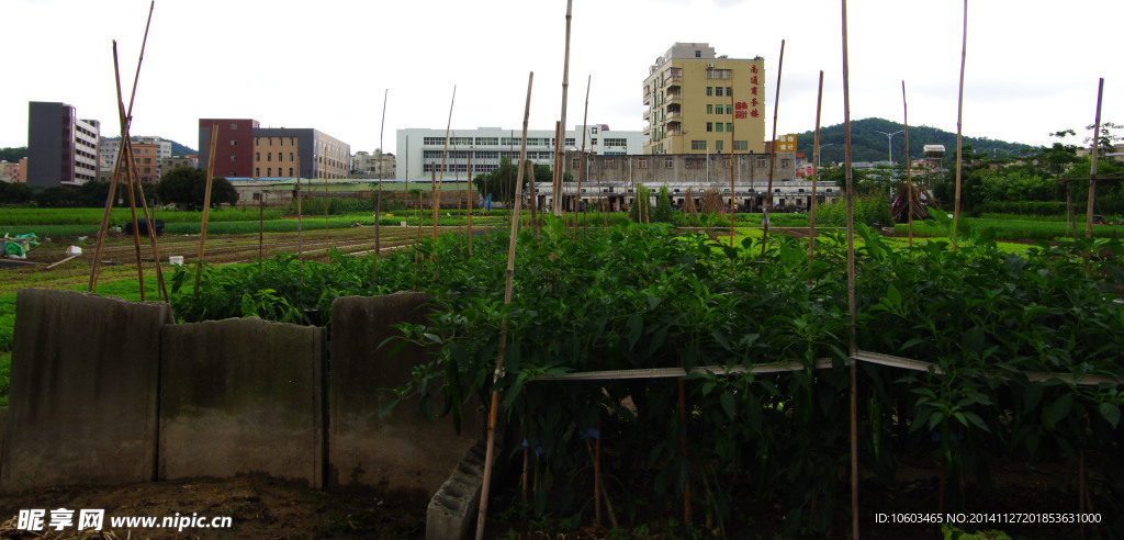 蔬菜基地菜园景观