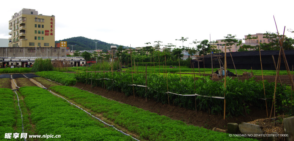 蔬菜基地民生工程