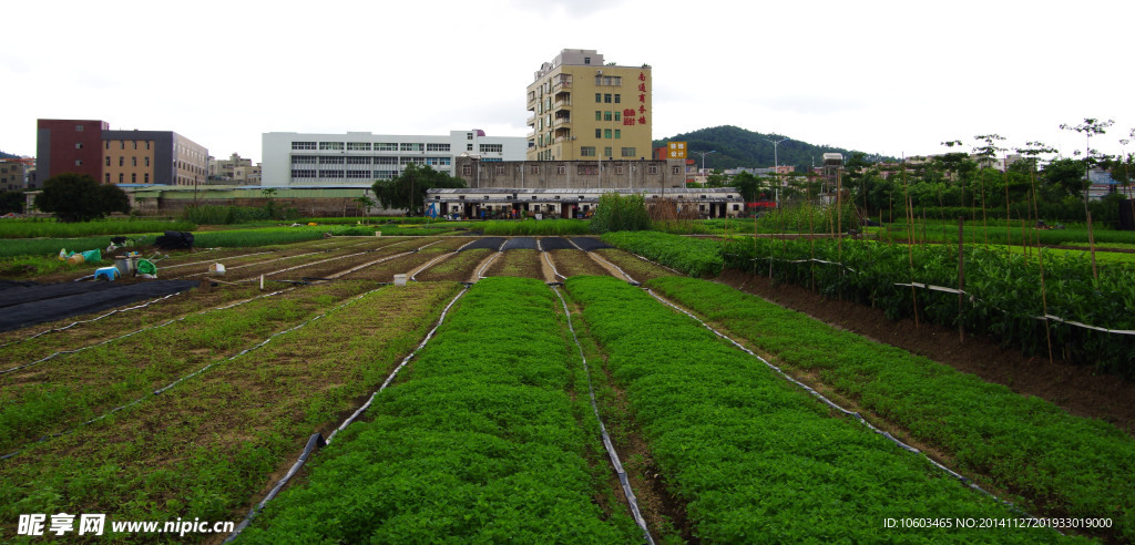 蔬菜基地 菜园景观