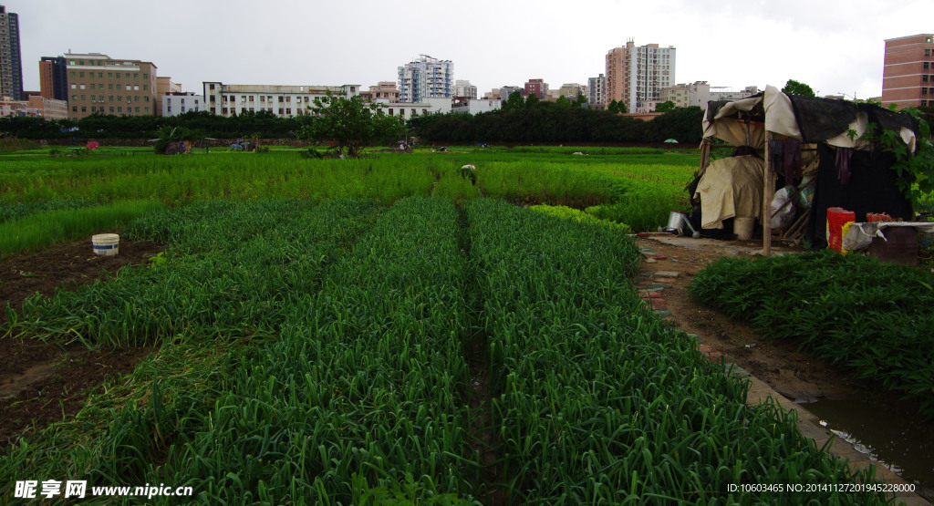 蔬菜基地菜园景观