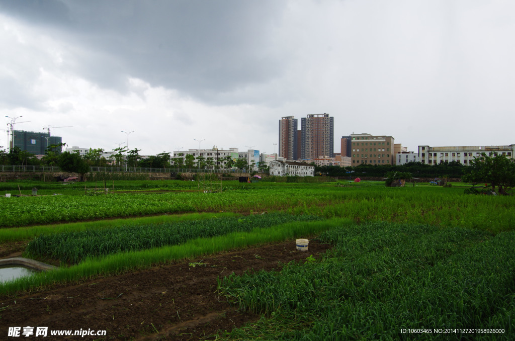 蔬菜基地菜园景观