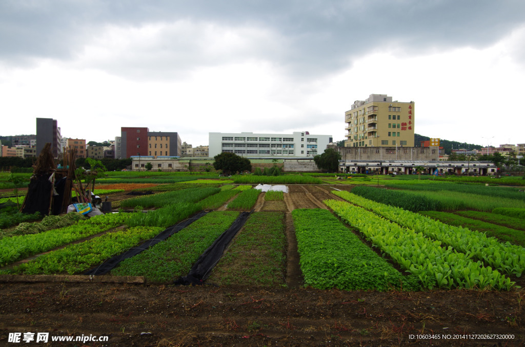 蔬菜基地民生工程