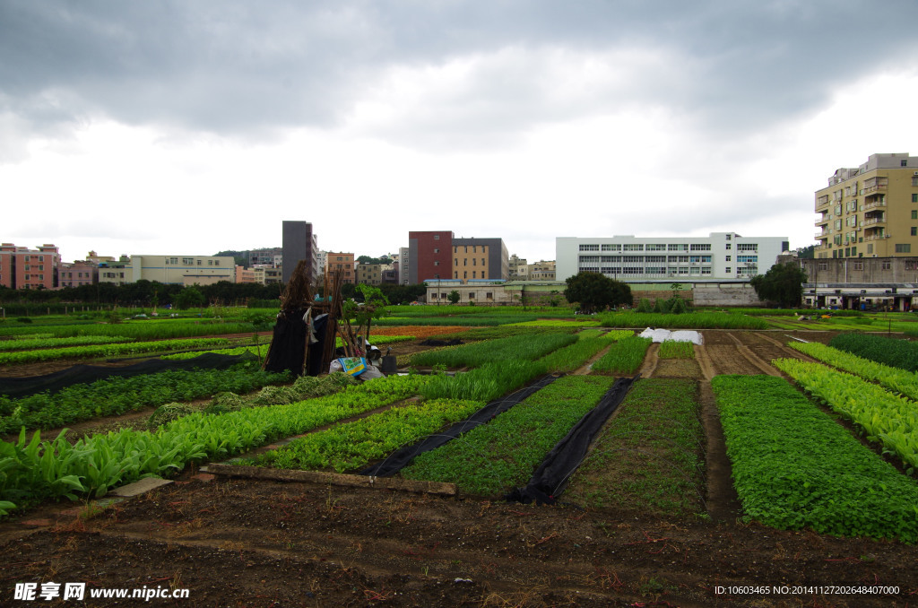 蔬菜基地 民生工程