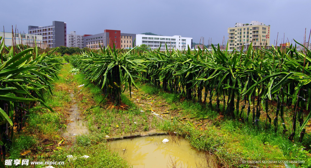 瓜果基地 火龙果