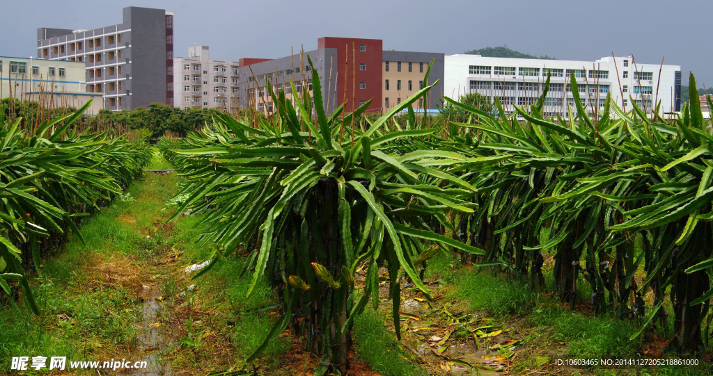 瓜果基地 火龙果