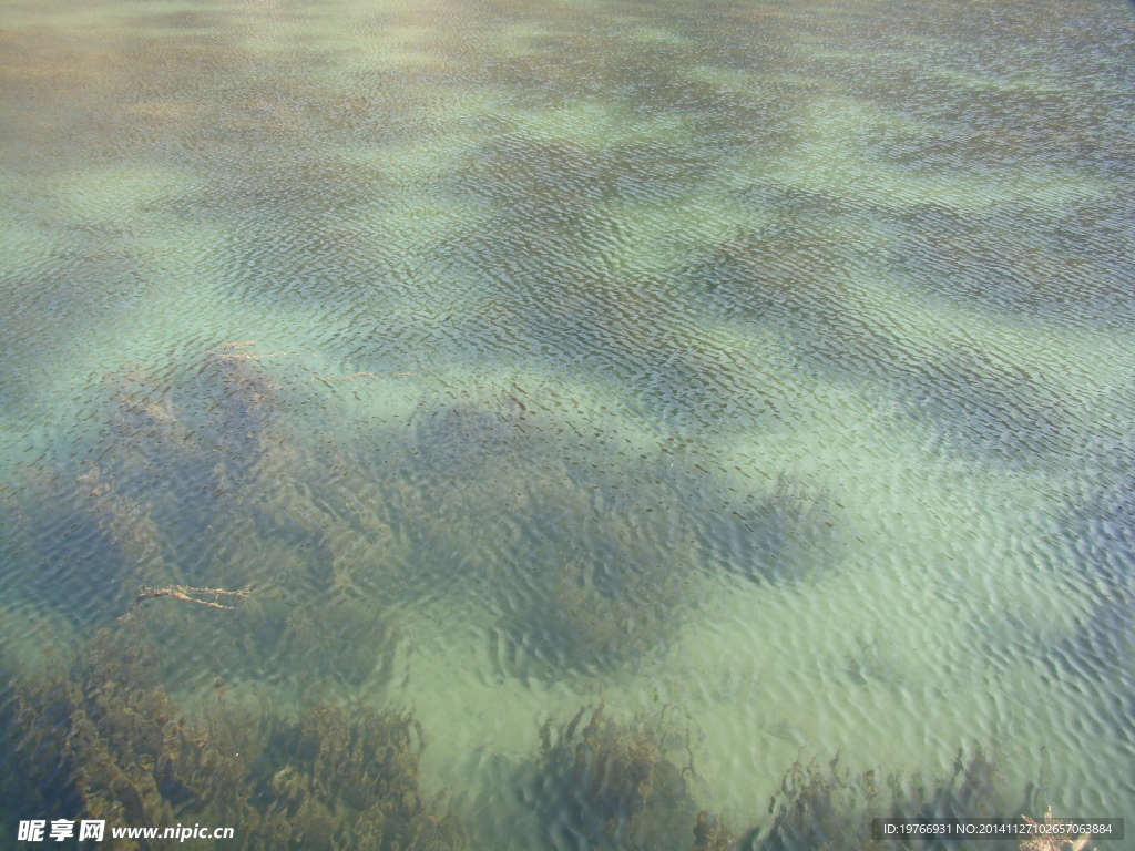 海水  沼泽地  水中的草