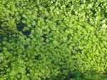 水草丛