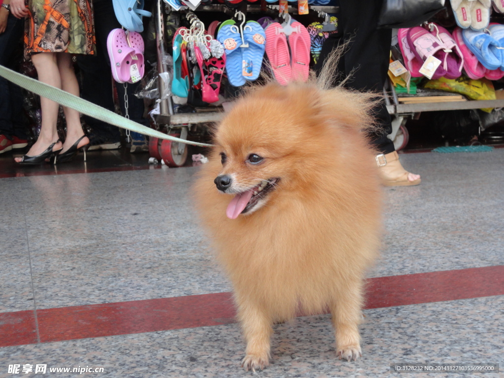 什么是博美犬-辈宠网